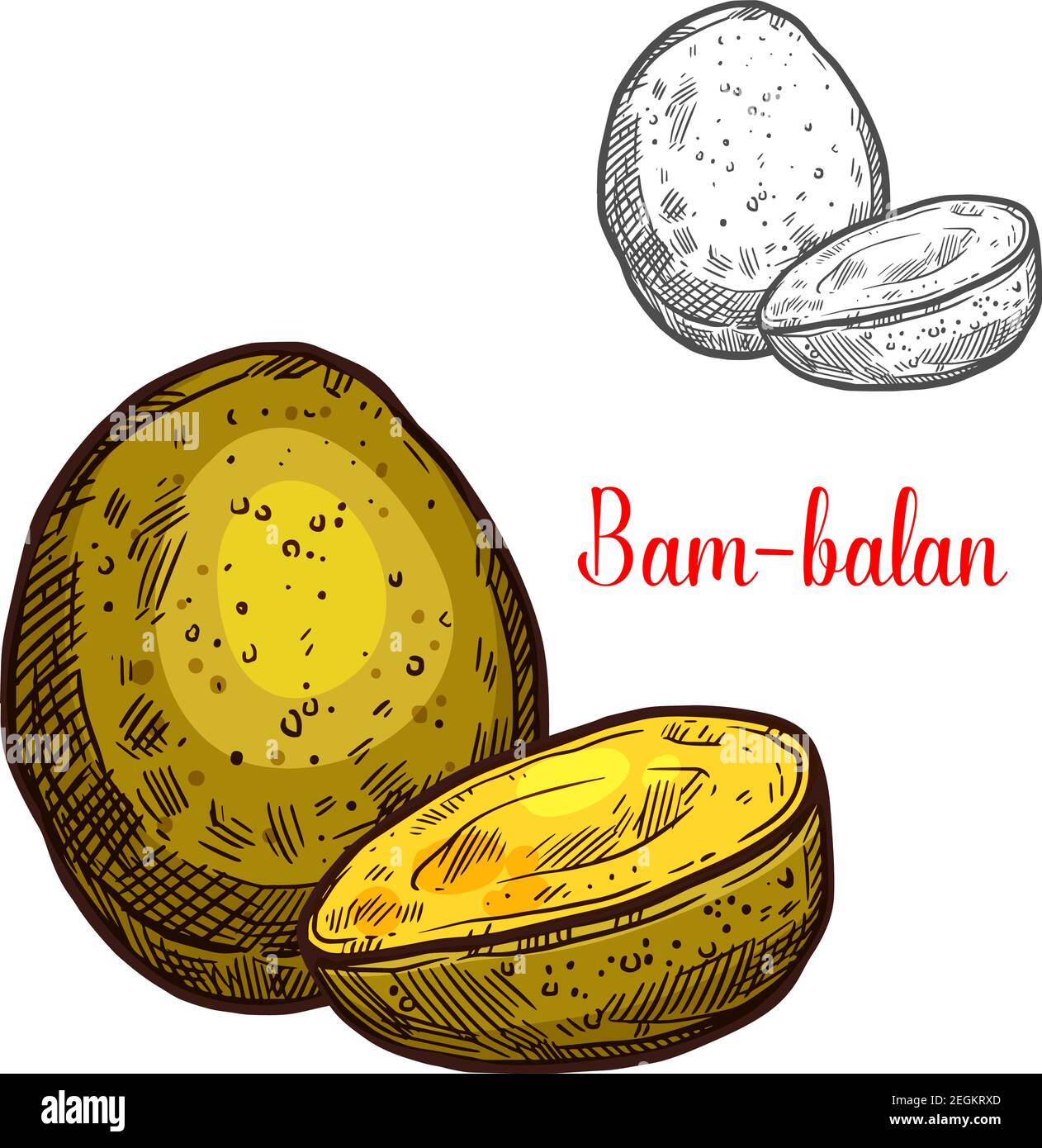 Bam-balan yellow tropical fruit sketch. Vector botanical design of bambangan mangifera pajang species of santol or sathon cottonfruit for farm fruit m Stock Vector