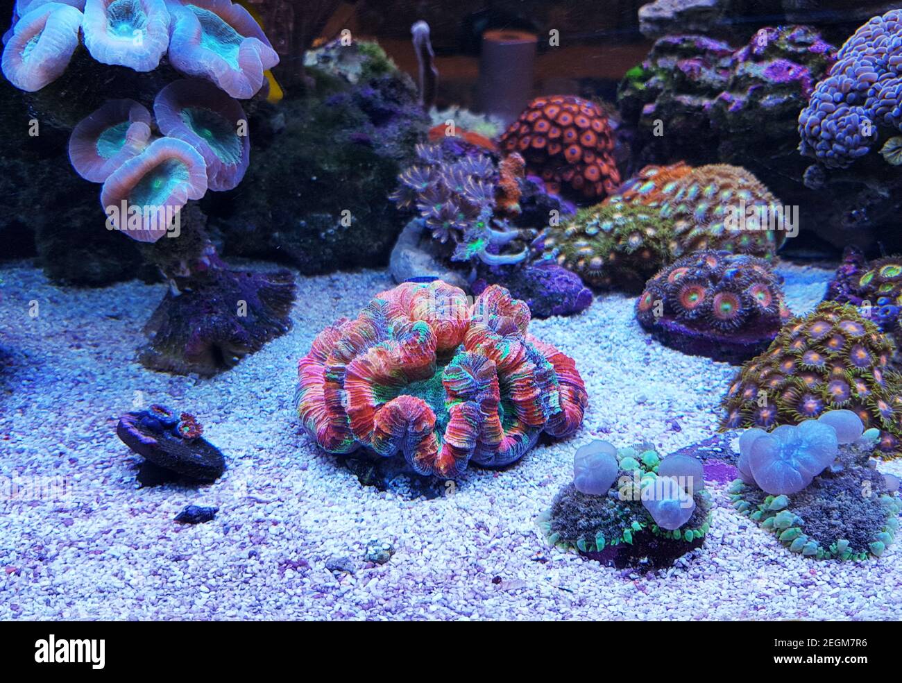 Rainbow ultra open brain LPS coral Stock Photo Alamy