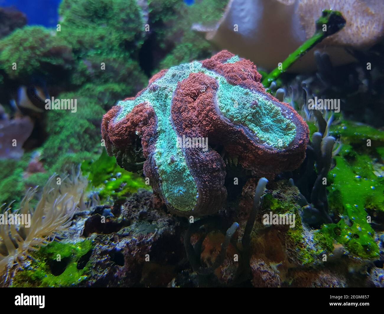 Brain Coral, Lobophyllia - (Lobophyllia hemprichii) Stock Photo
