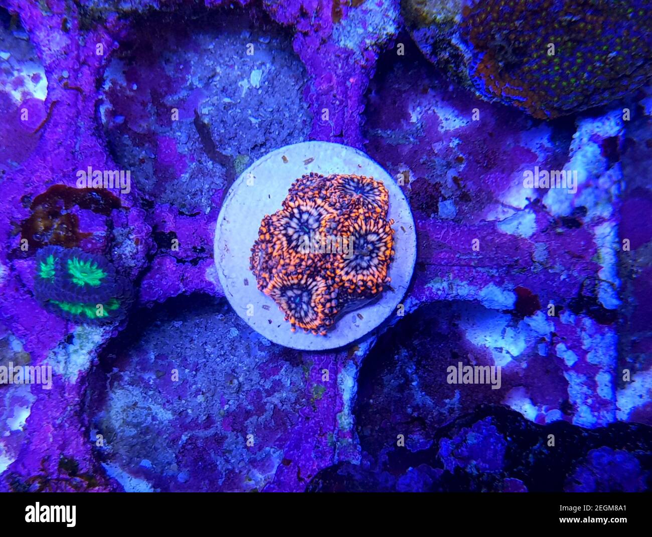 Zoanthus polyps small colony in reef aquarium Stock Photo Alamy
