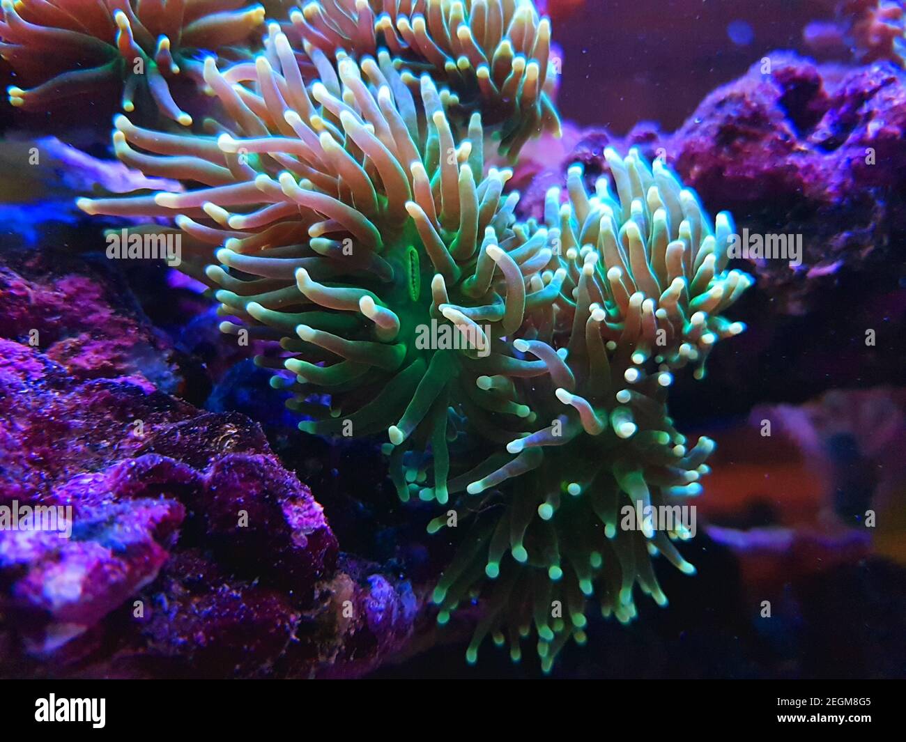 Coral in Motion - Euphyllia Torch LPS coral Stock Photo