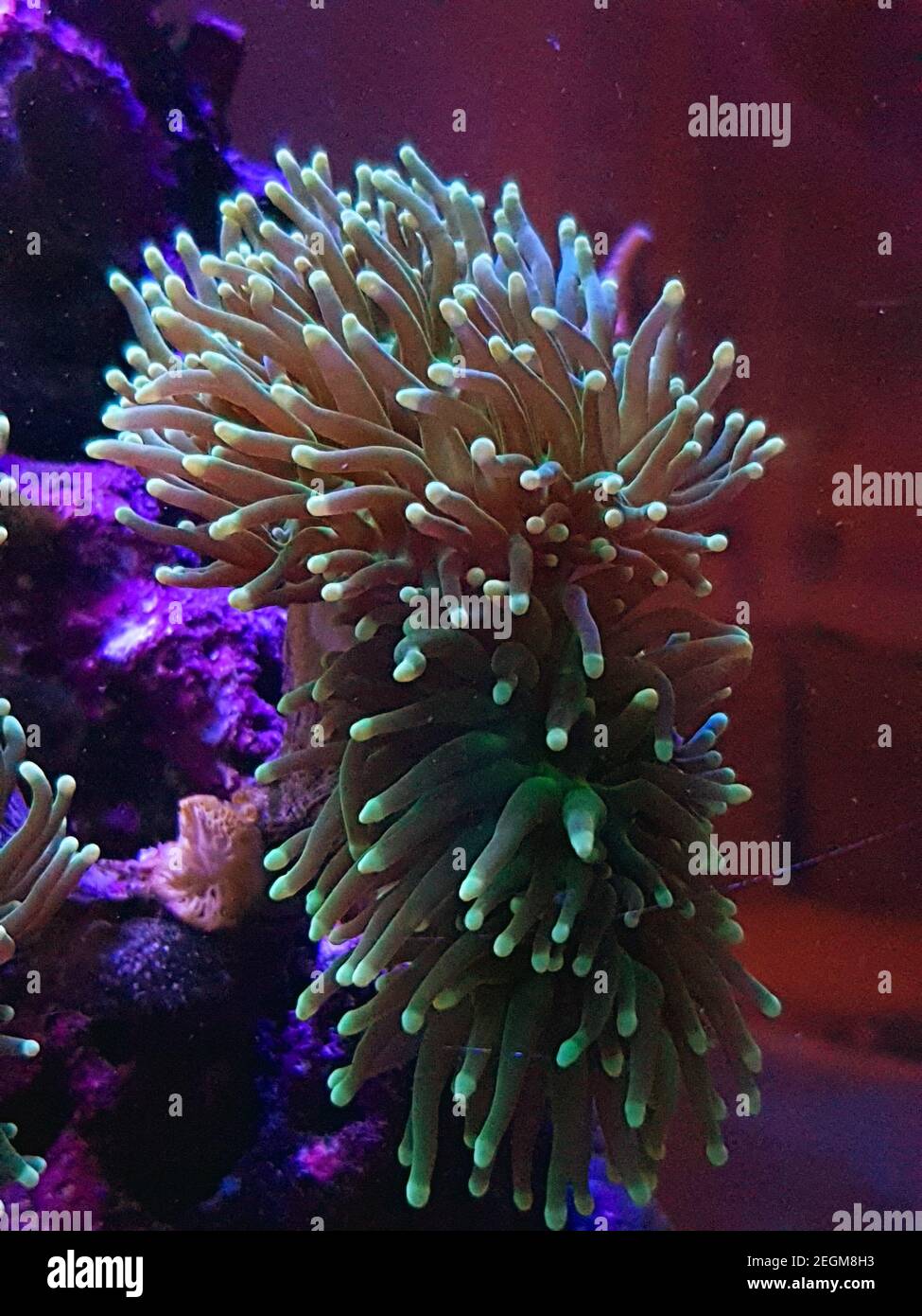 Coral in Motion - Euphyllia Torch LPS coral Stock Photo