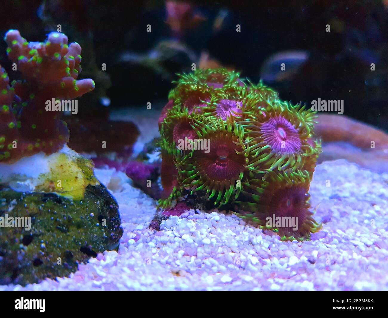 Zoanthus polyps small colony in reef aquarium Stock Photo