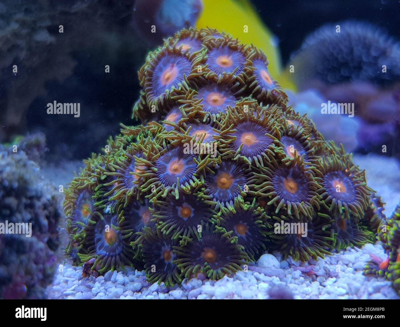 Zoanthus polyps small colony in reef aquarium Stock Photo