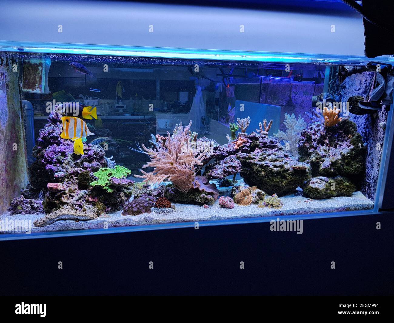 Beautiful symbiosis of group of fishes in coral reef aquarium tank Stock Photo