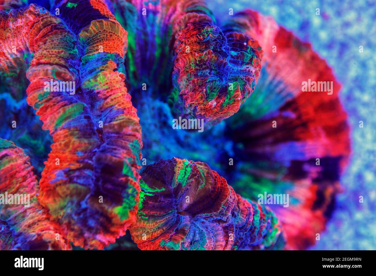 Rainbow coloration open brain LPS coral Wellsophyllia radiata Stock