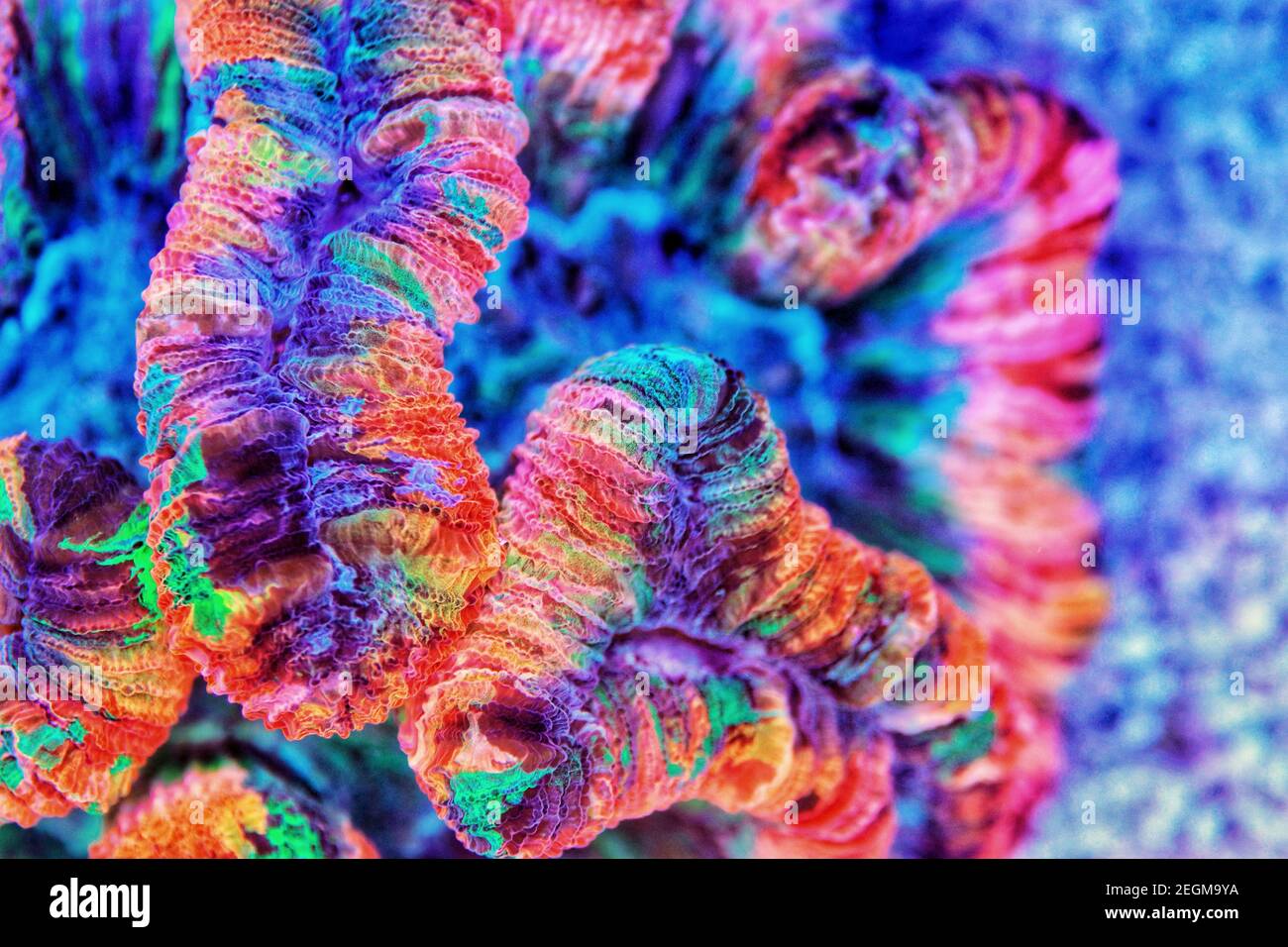 Rainbow coloration open brain LPS coral Wellsophyllia radiata Stock