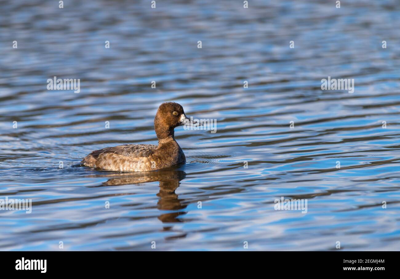 A female lesser scaup duck 'Aythya affinis ' swims and dives in a lagoon in Canada Stock Photo