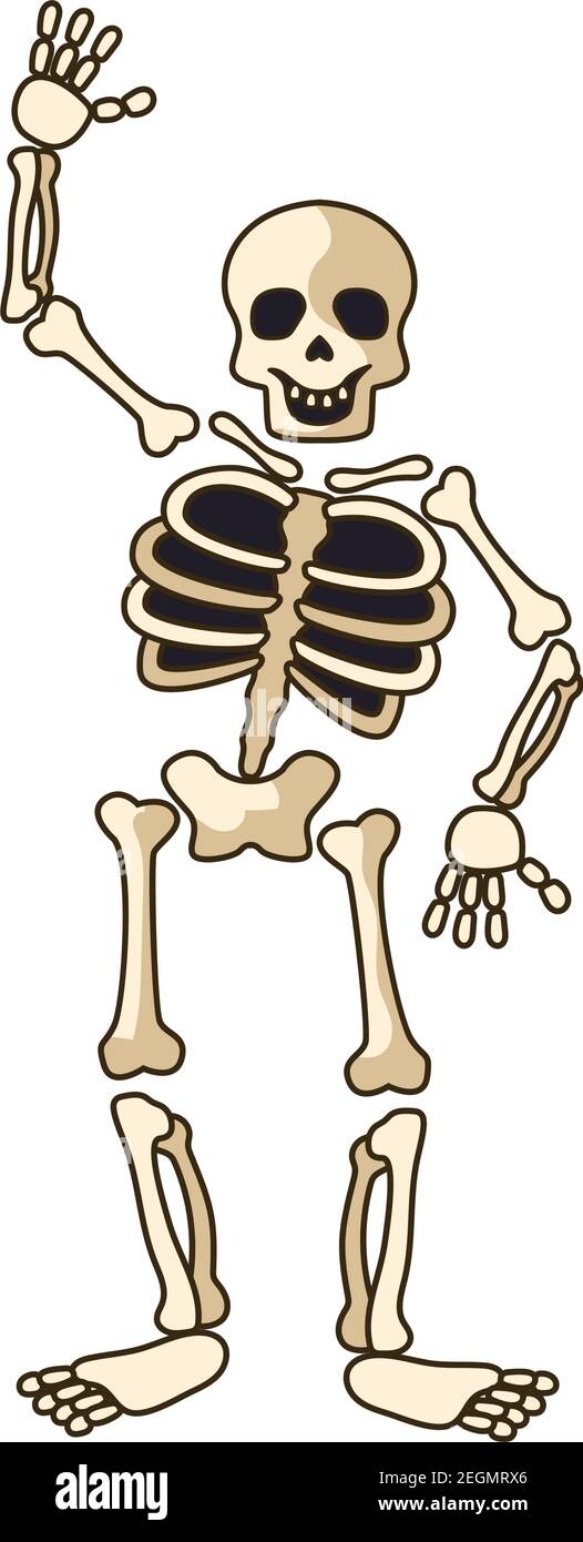 human skeleton icon isolated on white background. vector illustration Stock Vector