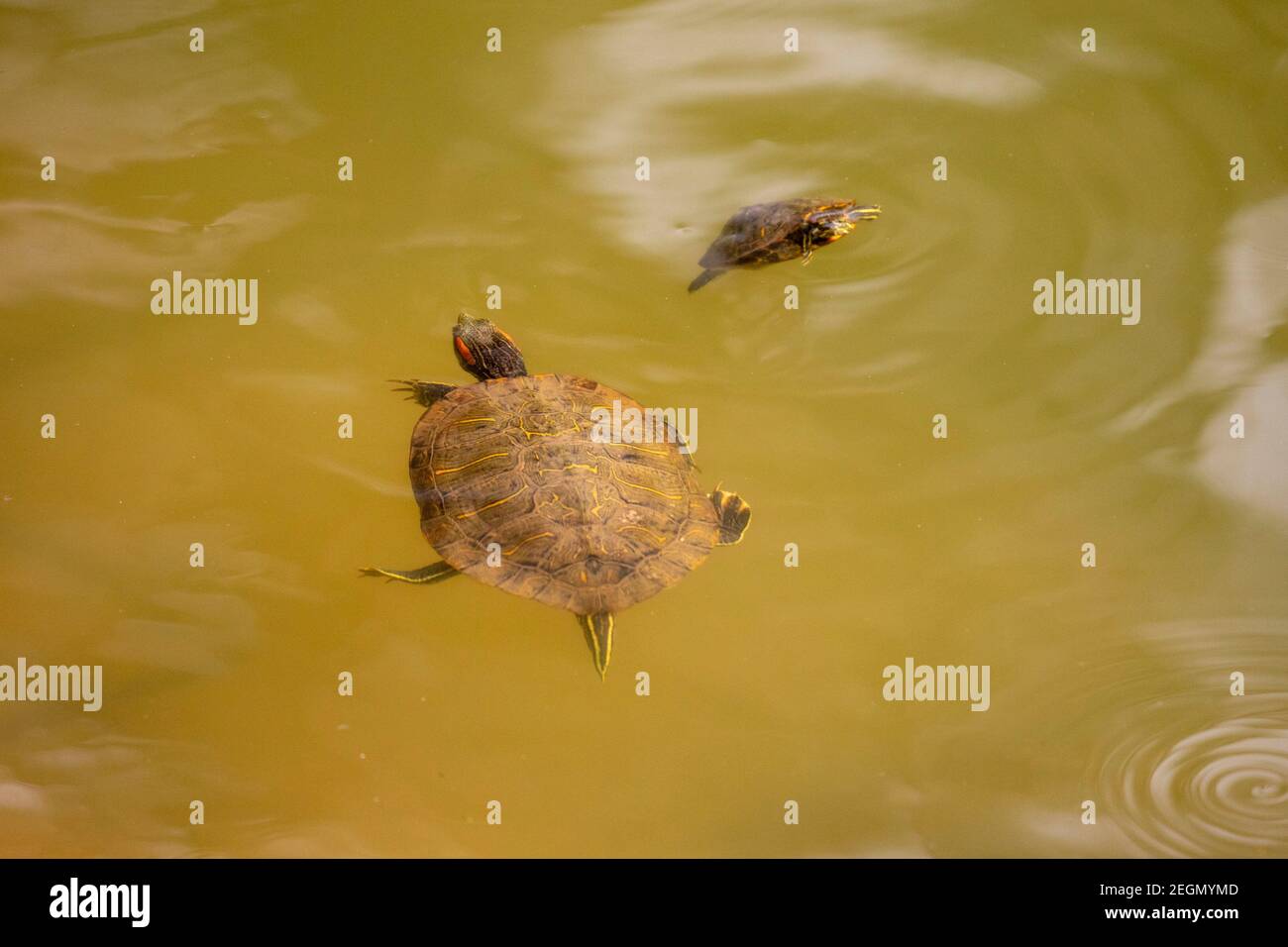 Two Red-eared Turtle, Red-eared Slider (Trachemys scripta elegans, Pseudemys scripta elegans), swimming in a pond. Dhaka, Bangladseh. Stock Photo