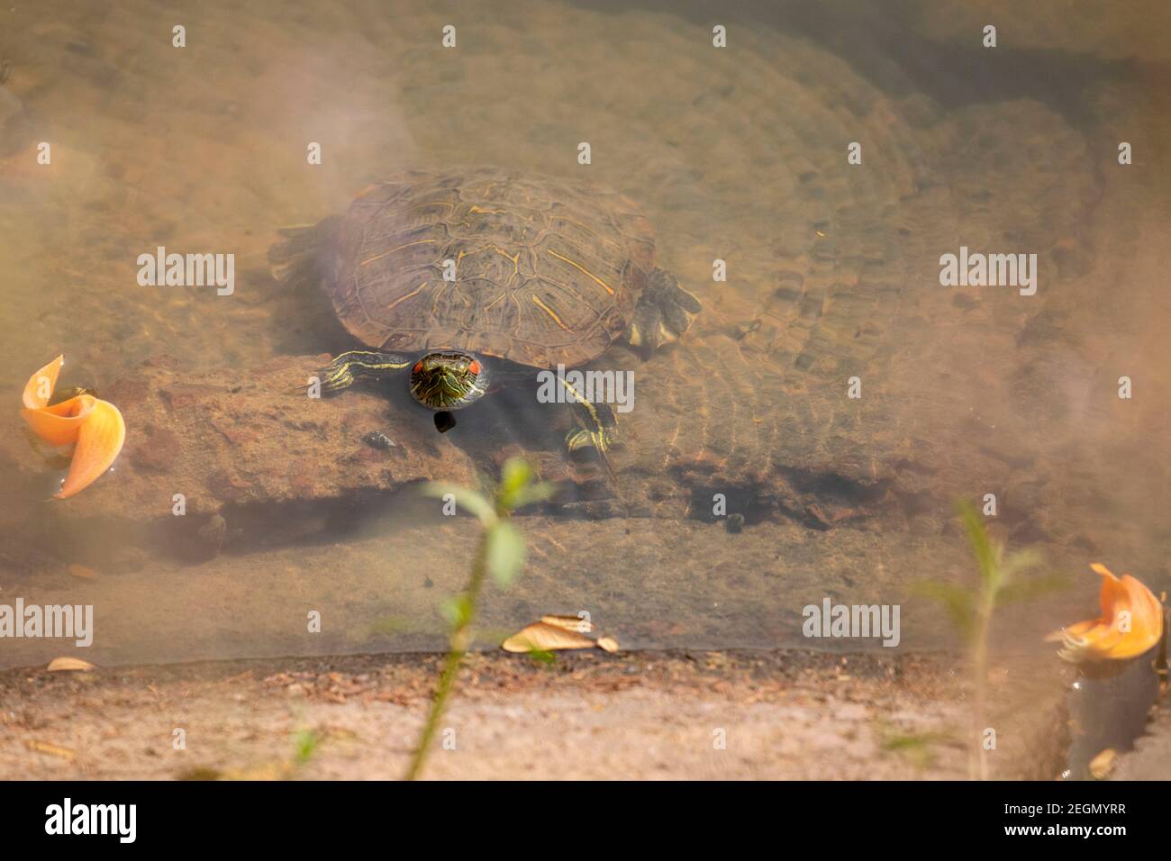 Red-eared Turtle, Red-eared Slider (Trachemys scripta elegans, Pseudemys scripta elegans), swimming in a pond. Dhaka, Bangladseh. Stock Photo