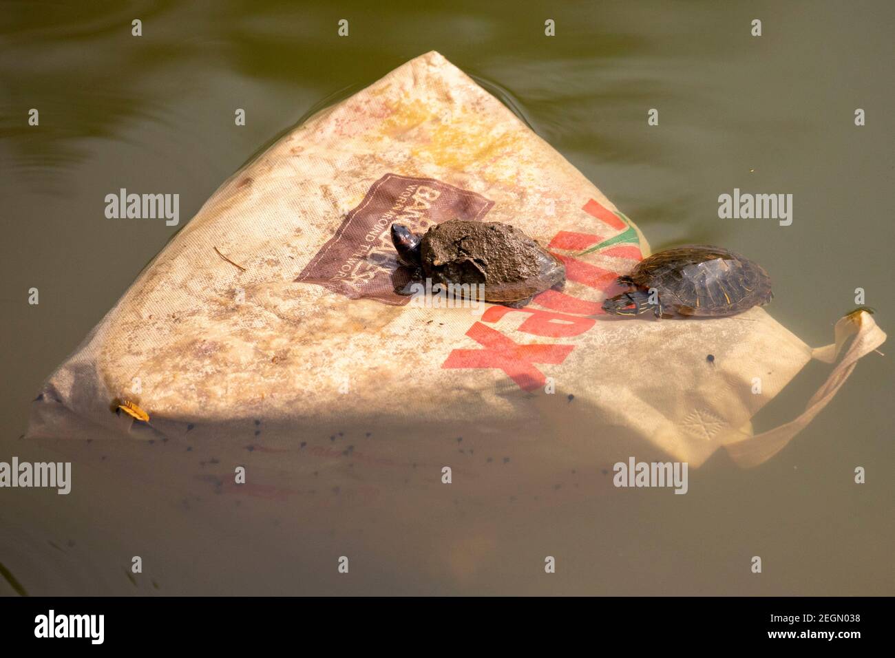 Red-eared turtles basking in the sun on floating plastic bag inside a pond in Dhaka, Bangladesh Stock Photo