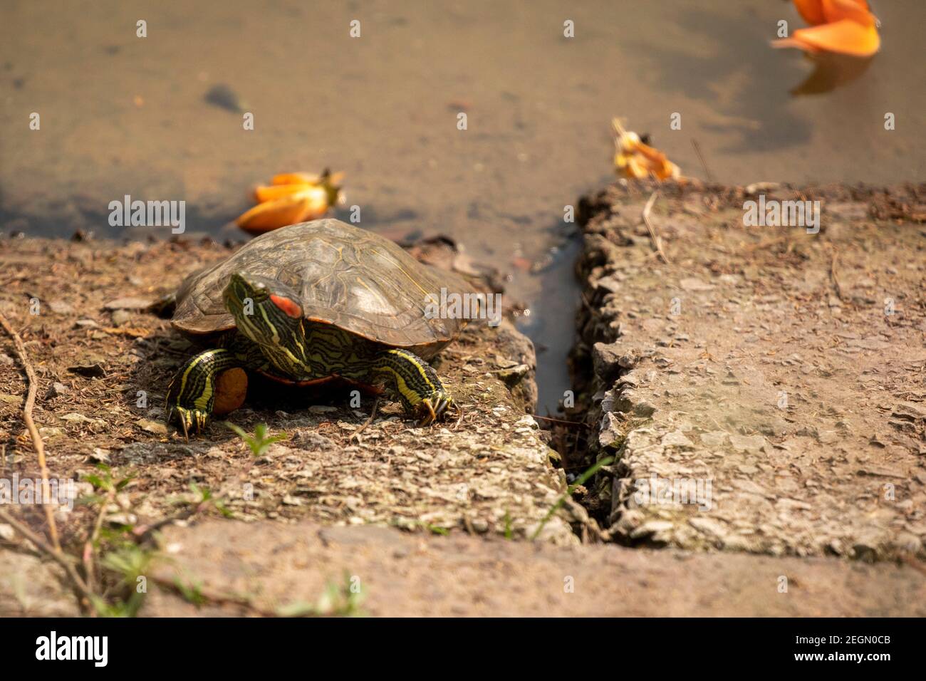 A Red-eared turtle basking in the sun on the bank of a pond in Dhaka, Bangladesh. Stock Photo