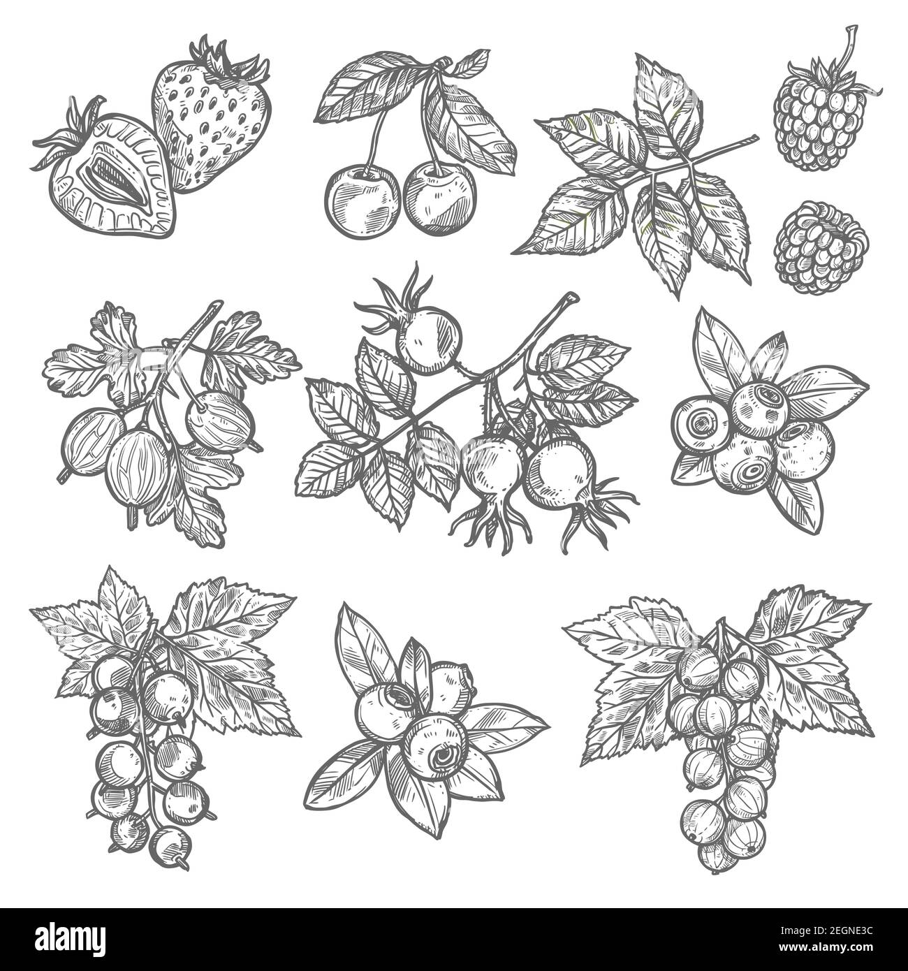 Sweet briar leaf Stock Vector Images - Alamy