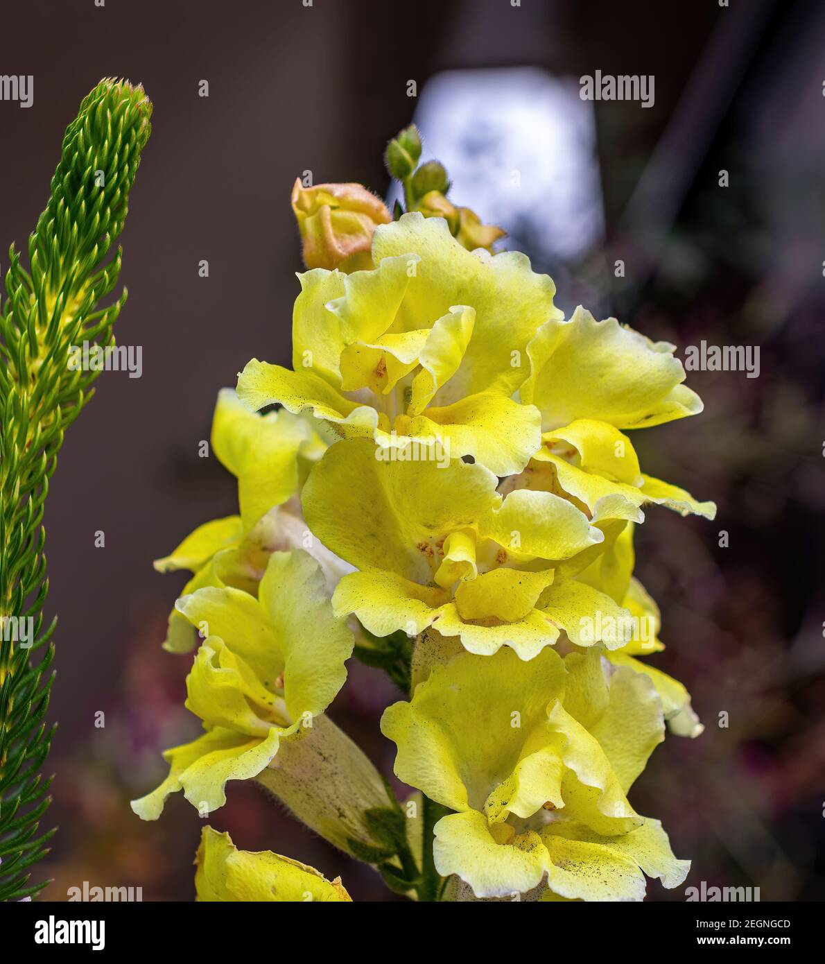 The beautiful yellow petals of a flower are covered in minute particles