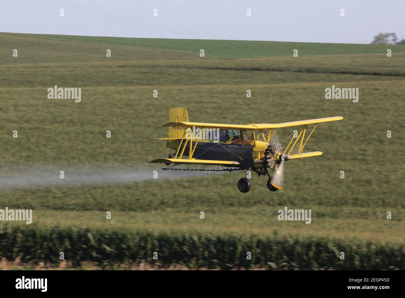An Ag Cat, crop duster flies over the Midwest farm land spraying the corn of the green fields below. Stock Photo