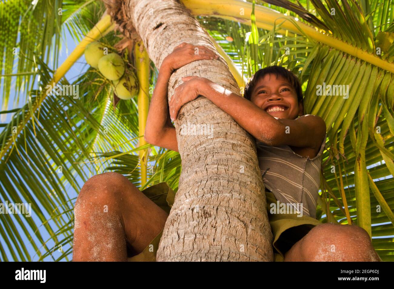 I'll meet you at the top of the coconut tree. Stock Photo