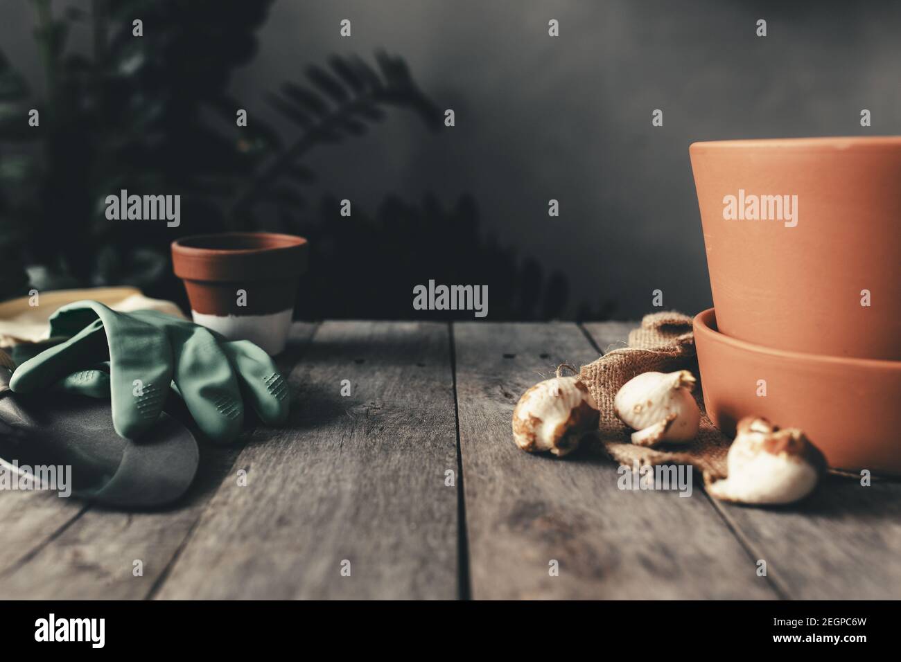 Ceramic pots on old gray wooden table, tulip bulbs, green gloves, garden shovel Stock Photo