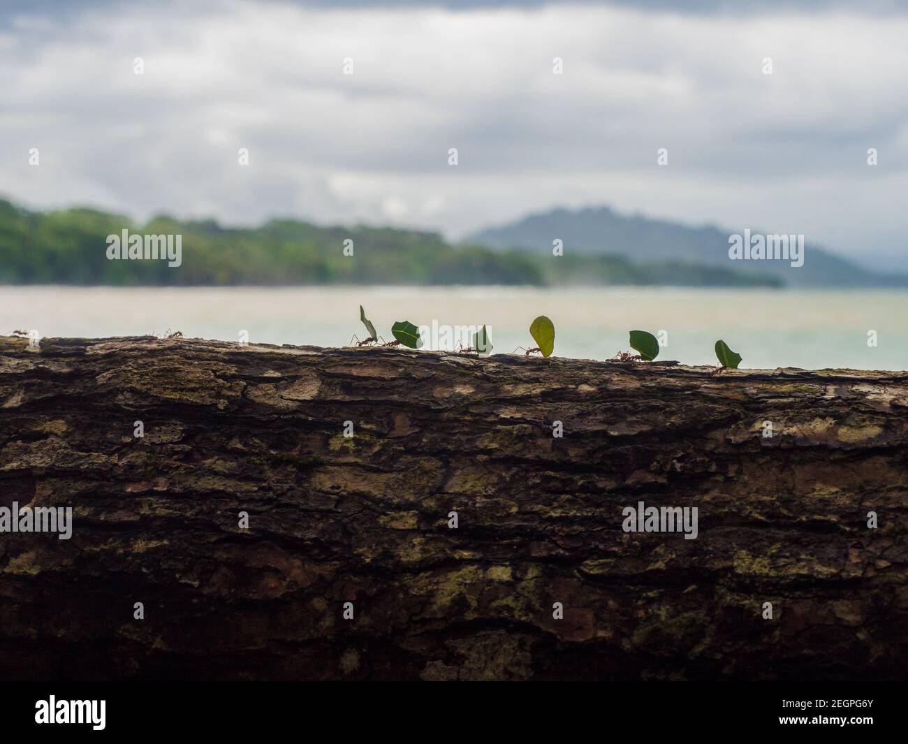 leaf cutting ants carry a leaves over a log Stock Photo