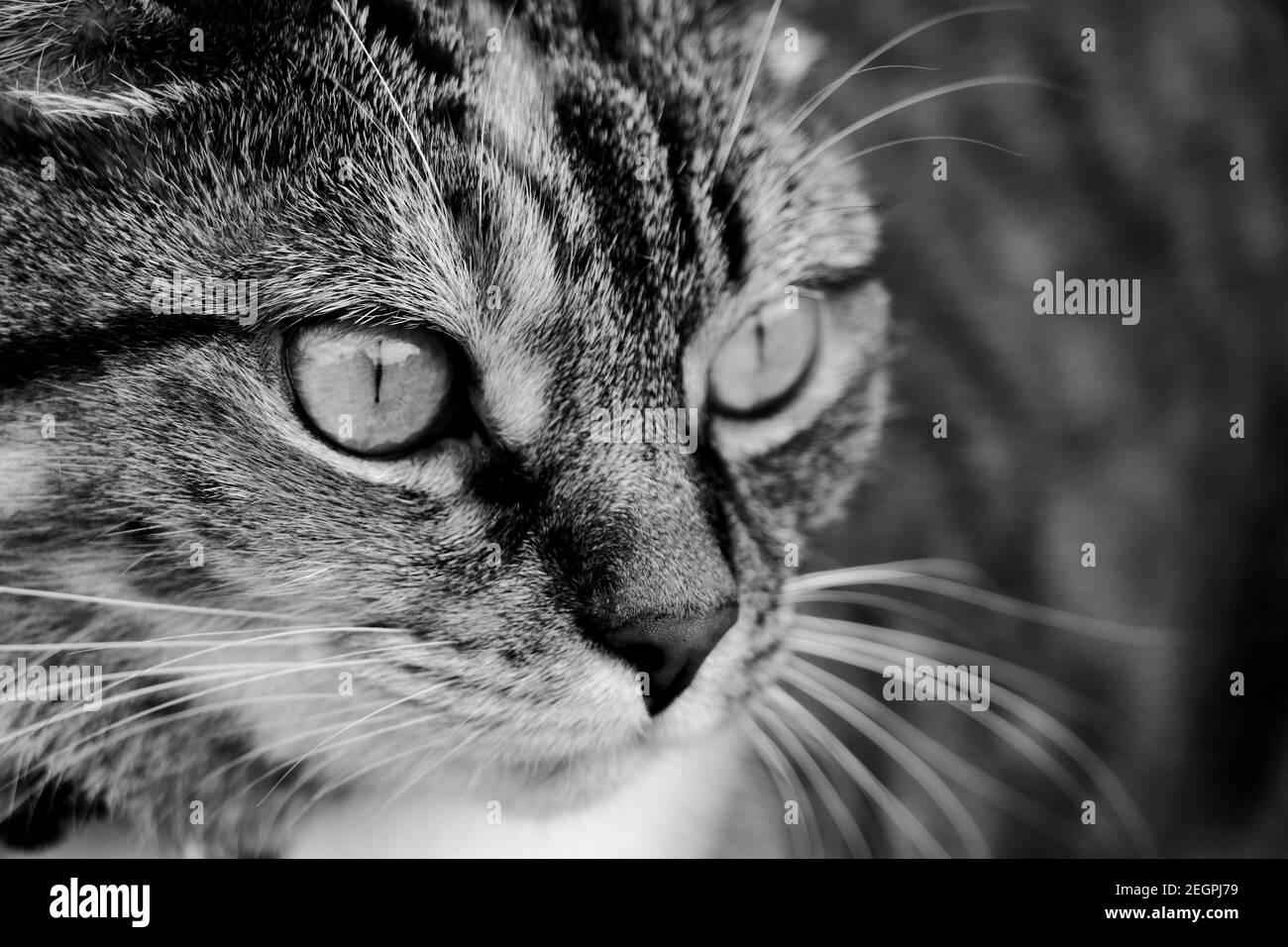 Close up black and white photo of a cat Stock Photo - Alamy