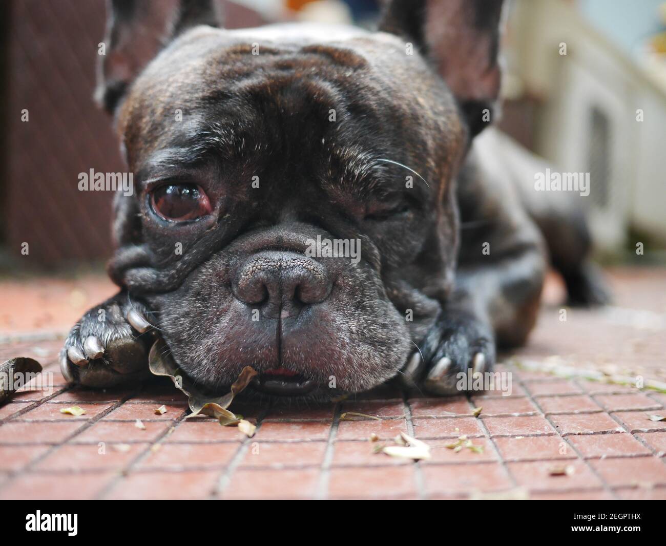 Sad dog crying, oneeyed blind black dog portrait Stock Photo Alamy