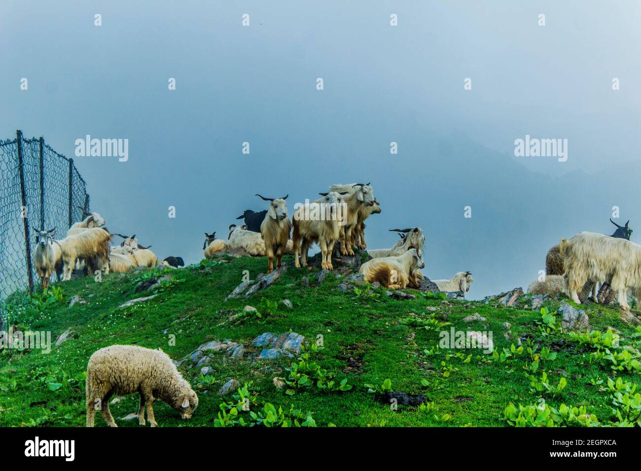 A flock of sheep sitting on a mountain Stock Photo - Alamy