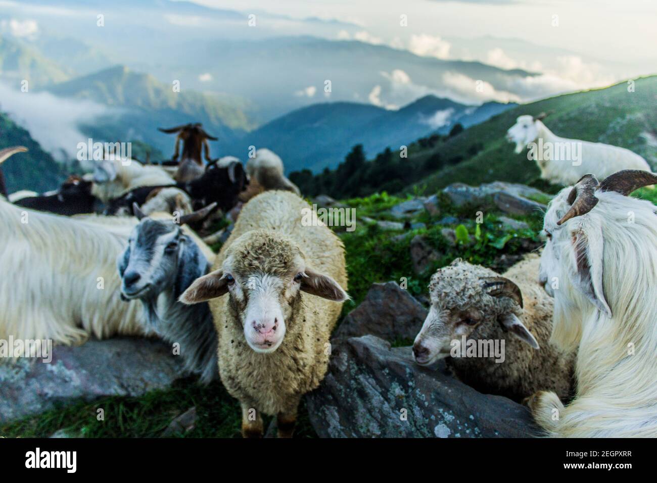 A flock of sheep sitting on a mountain Stock Photo - Alamy