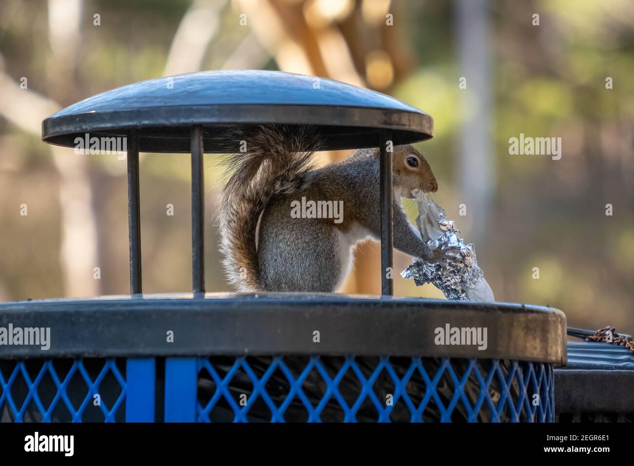 Animal eat trash hires stock photography and images Alamy