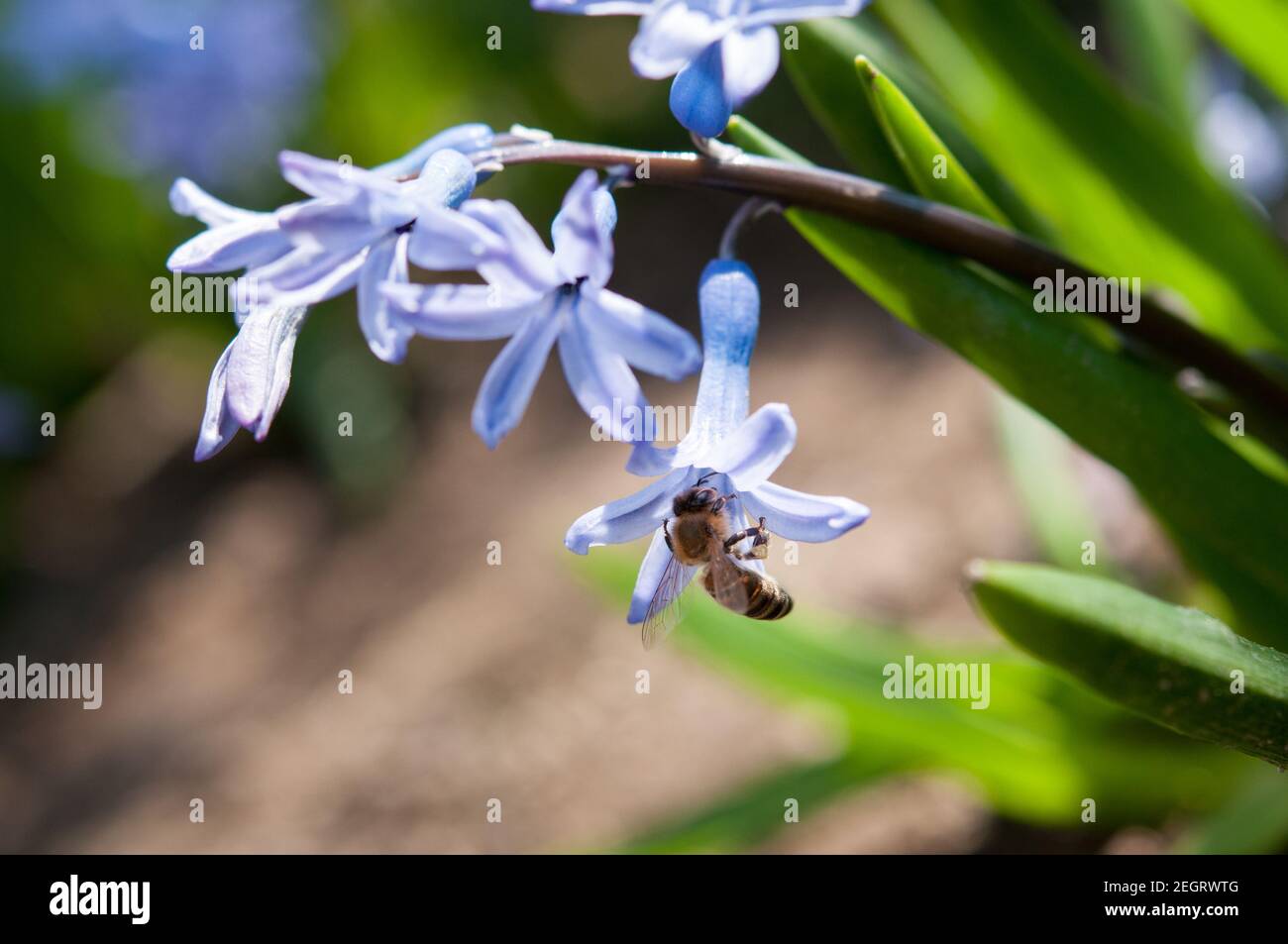 A bee collects pollen from a blossoming blue hyacinth Stock Photo