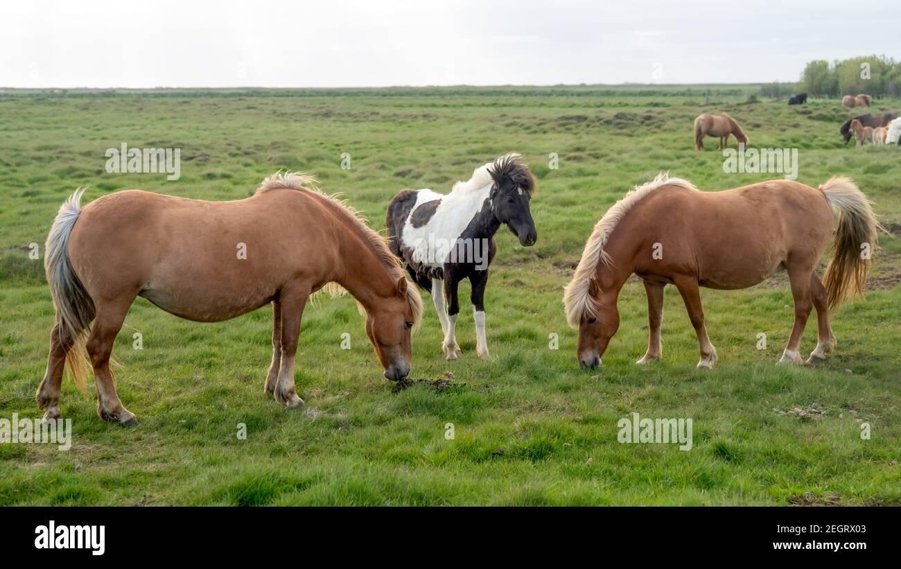 Icelandic horses with long hair. Icelandic horse is a breed of horse developed in Iceland only
