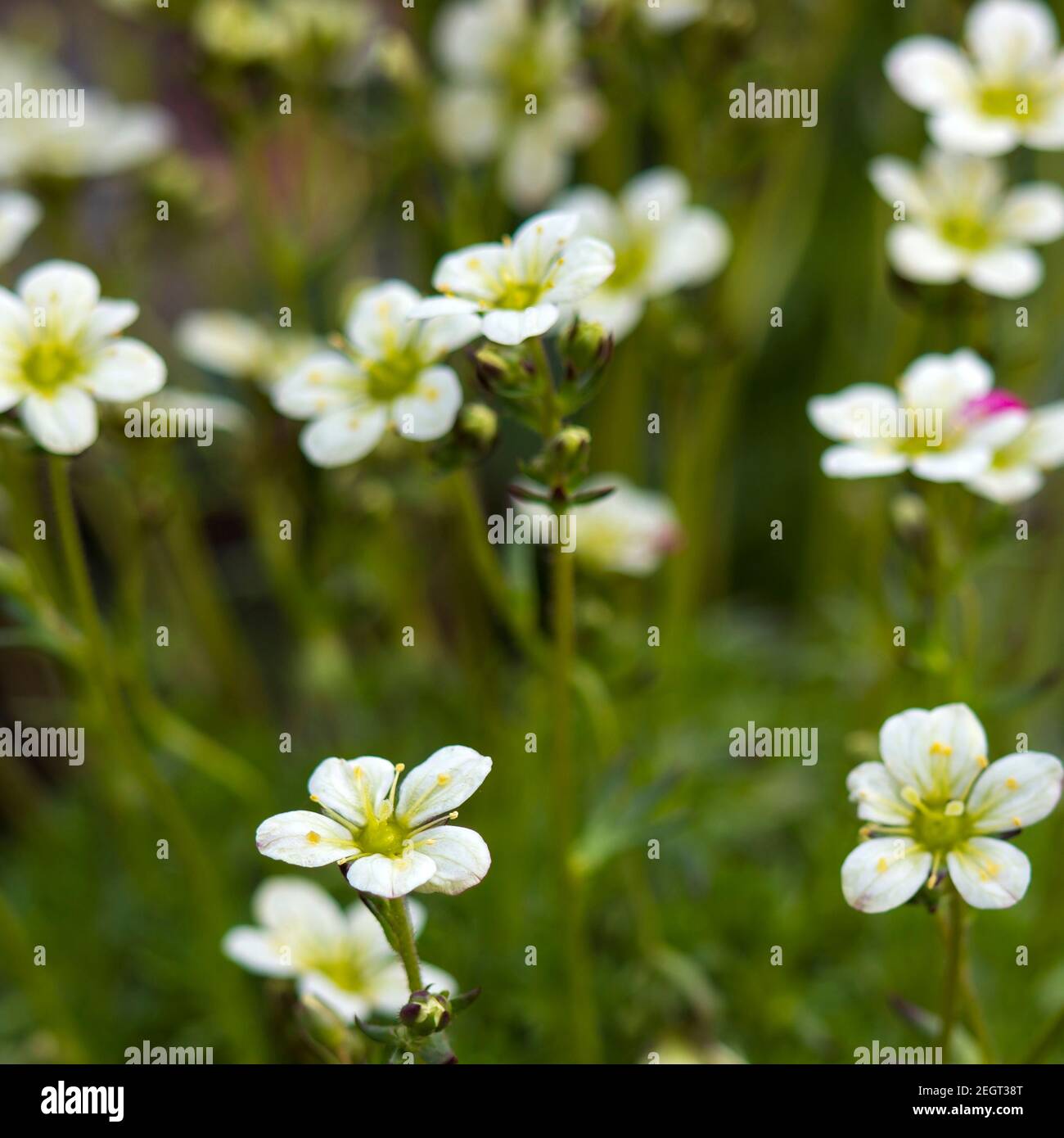 White flowers in garden close hi-res stock photography and images - Alamy