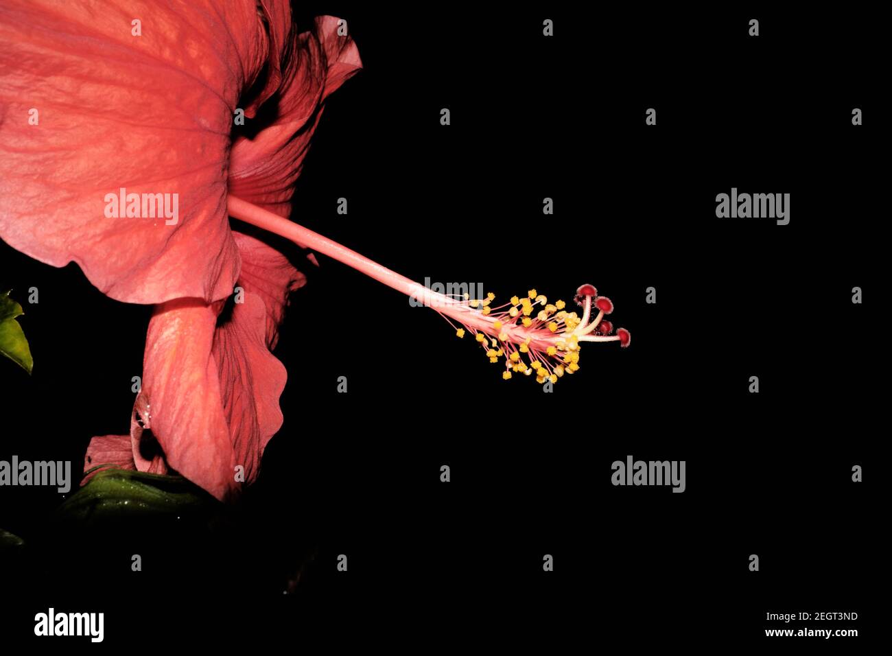 Red hibiscus flower isolated hi-res stock photography and images - Alamy