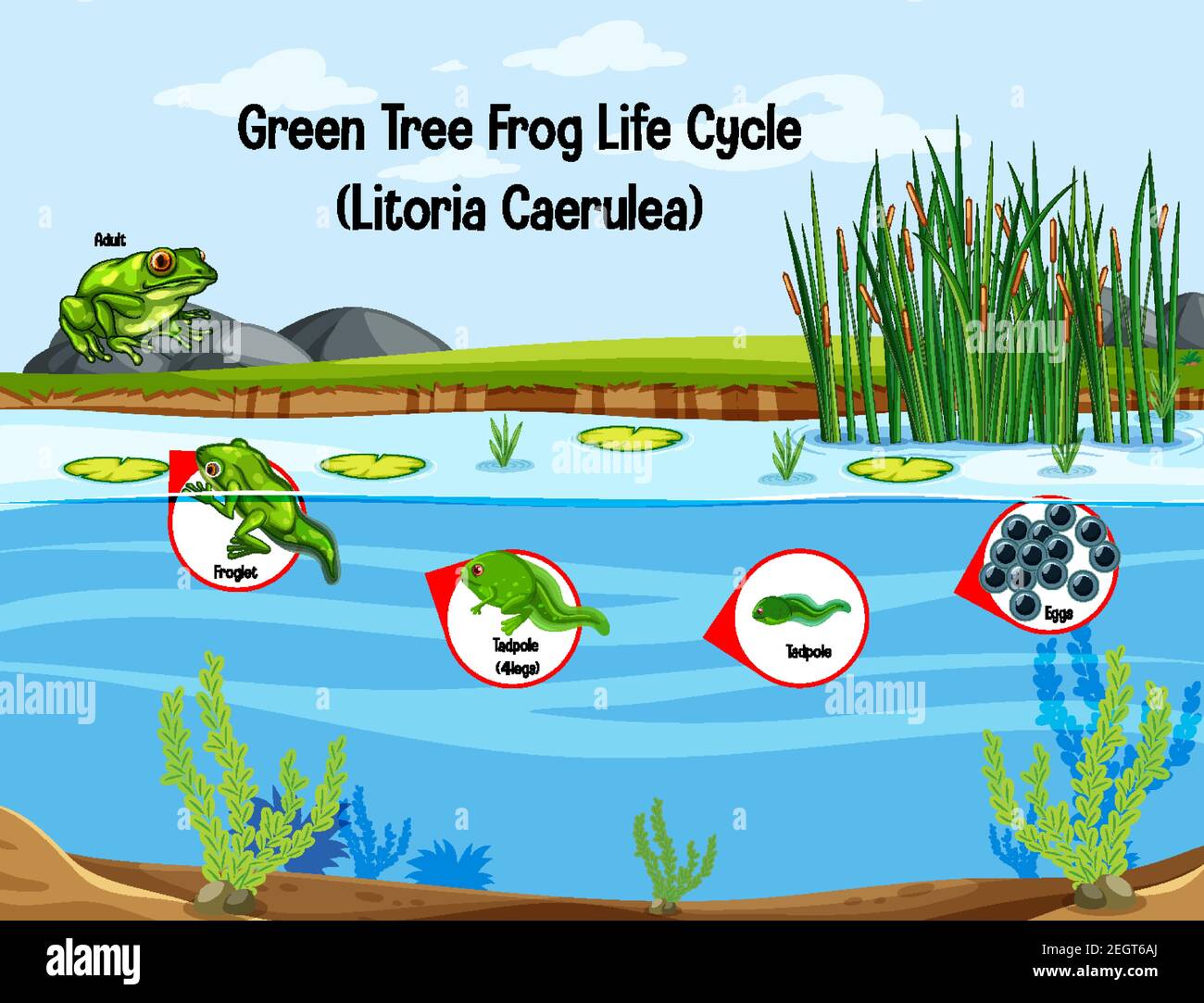Green Tree Frog Life Cycle (Litoria Caerulea) illustration Stock Vector