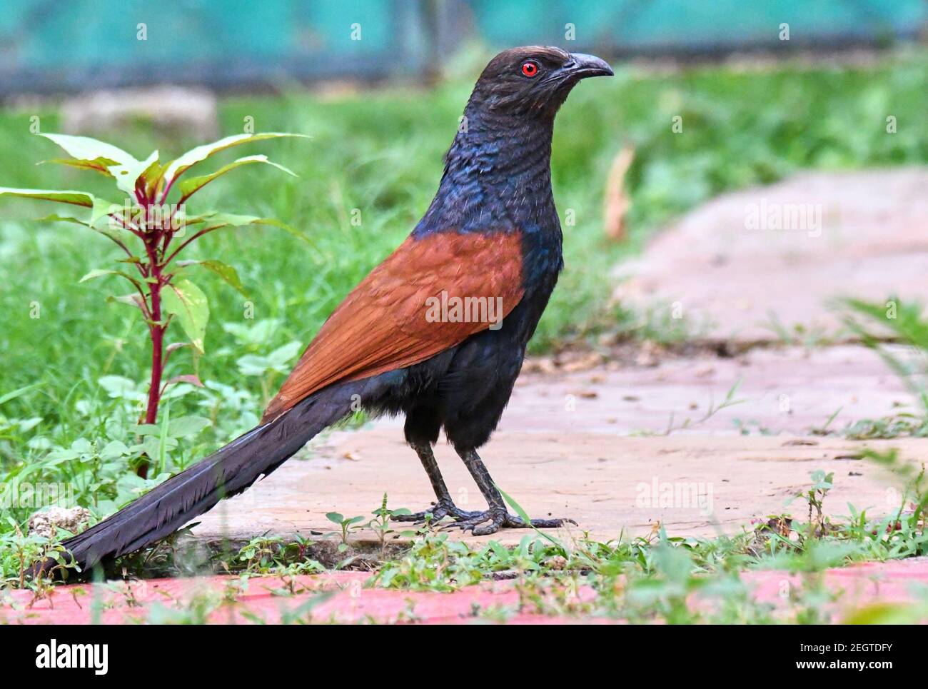Greater Coucal Stock Photo