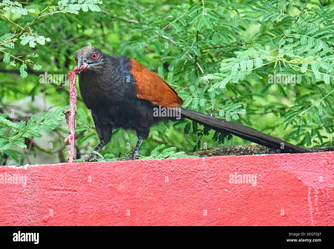 Greater Coucal Stock Photo