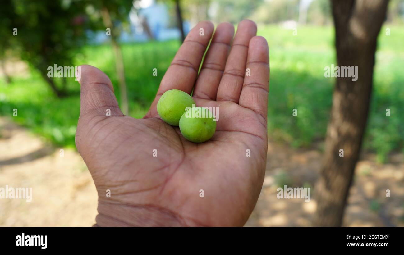 Ber/Jujube Fruit Health Benefits, Uses, Side Effects, 53 OFF