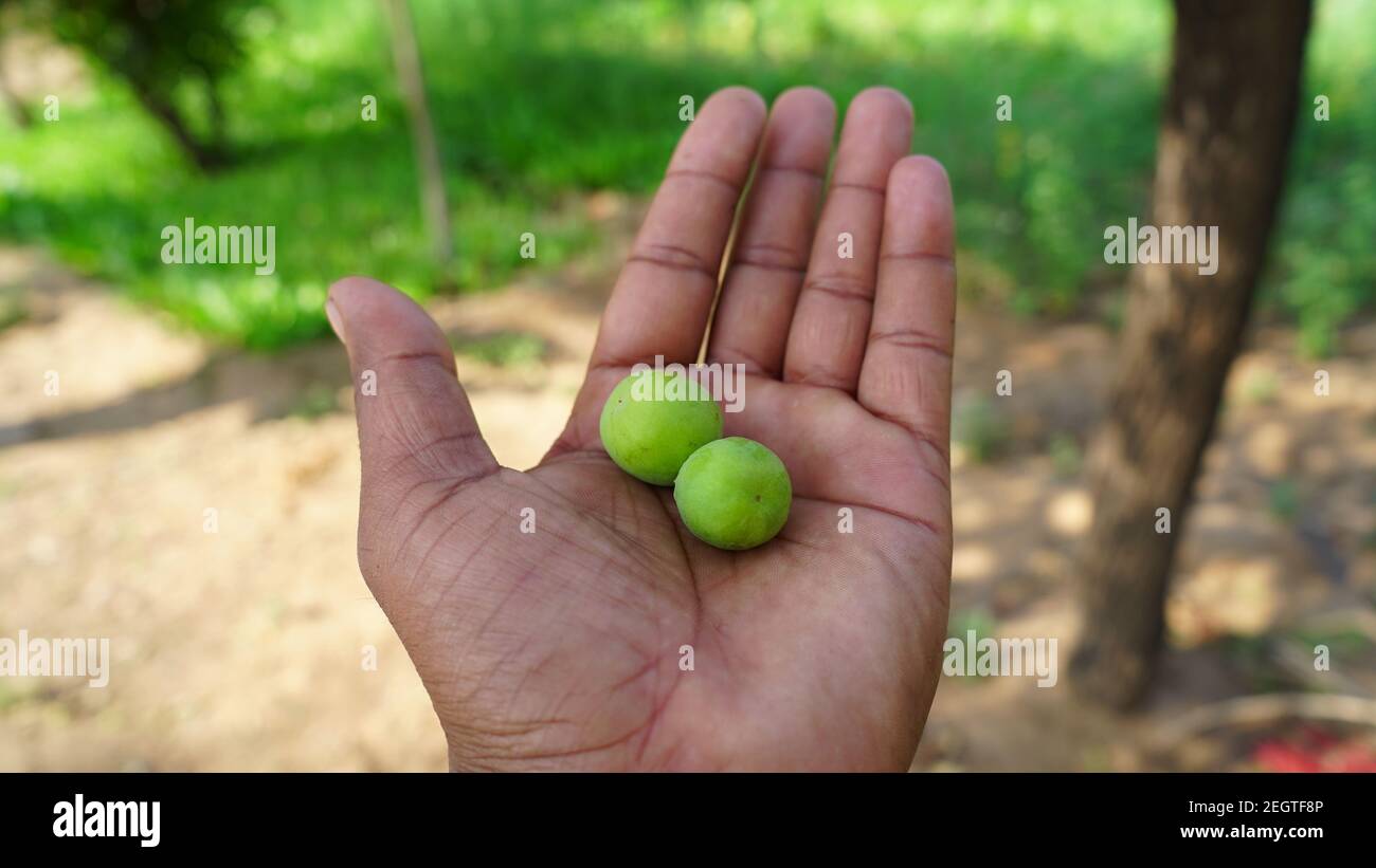 High fiber fruit of Ziziphus Mauritiana or Indian Jujube holding in