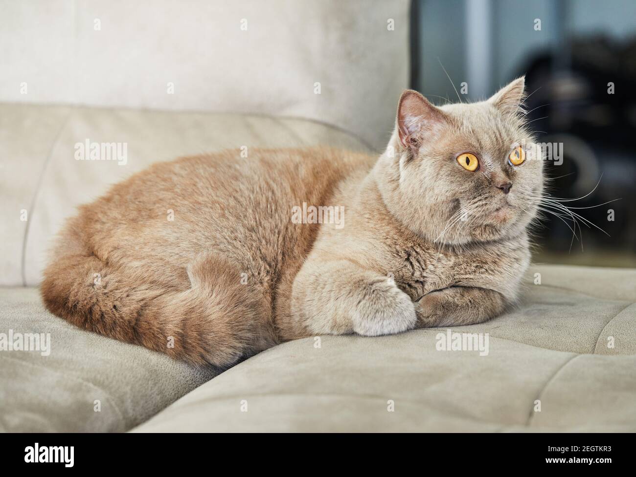 British gray cat is sitting on the couch, close-up. Stock Photo