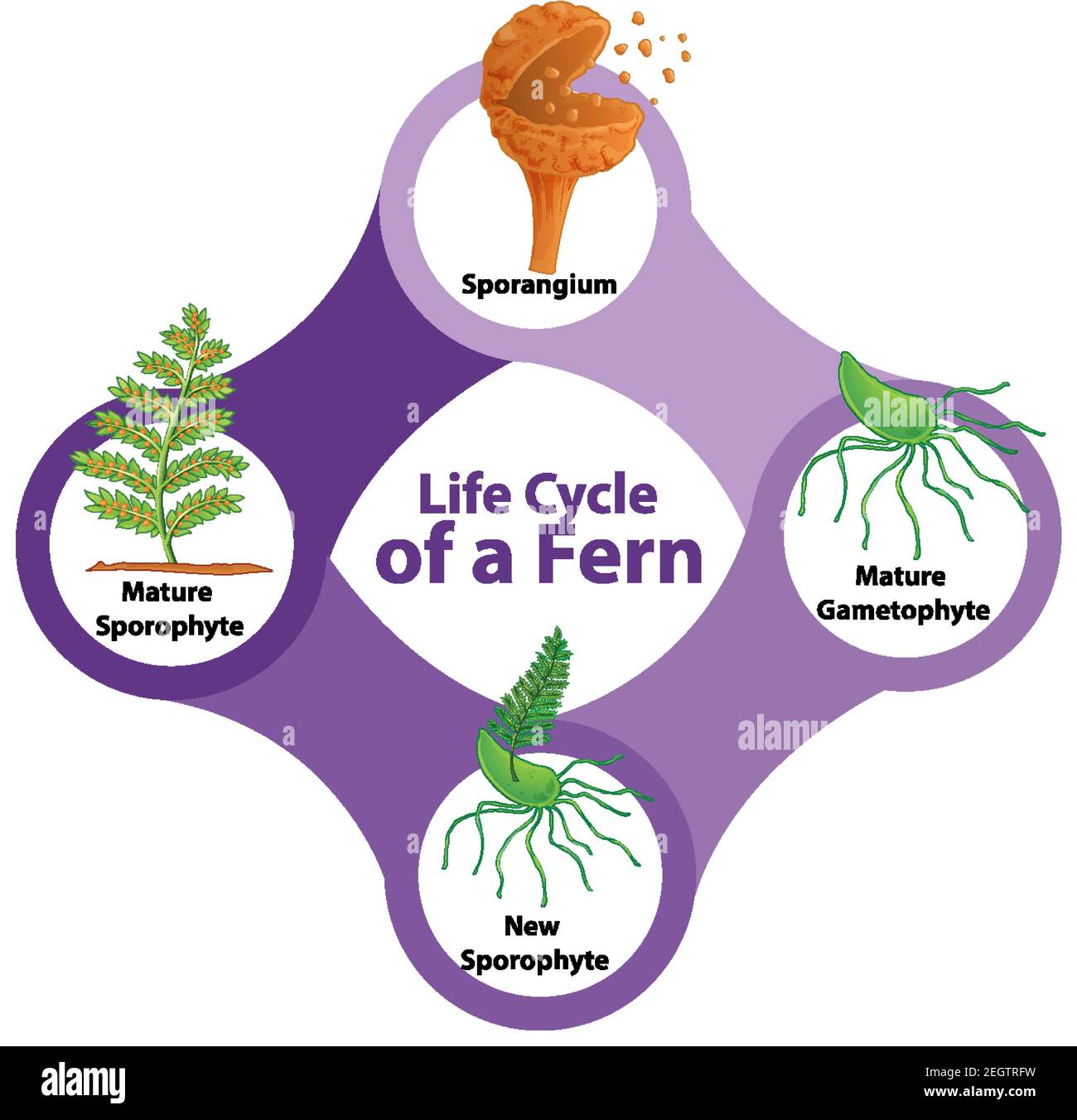 Life Cycle of a Fern Diagram illustration Stock Vector