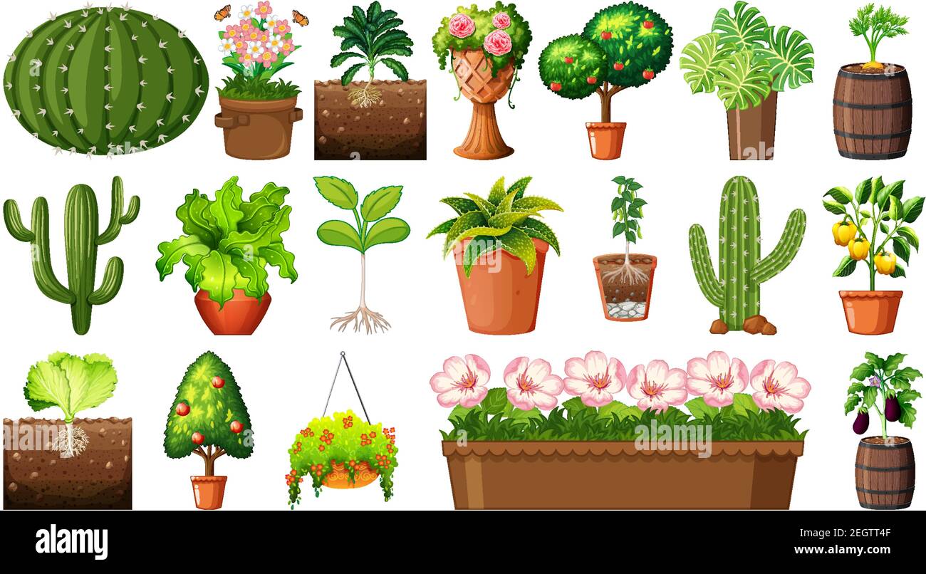 Set of different plants in pots isolated on white background ...