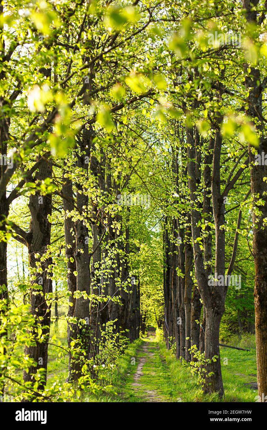 An alley of trees with young, fresh spring foliage. Naturalness, ecology, springtime. Copy space, background Stock Photo