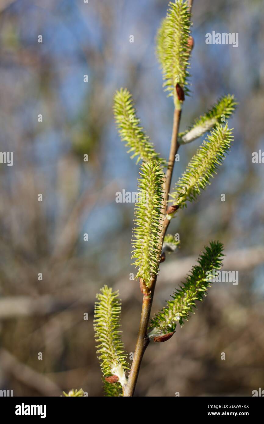 Green pistillate catkin bloom, Arroyo Willow, Salix Lasiolepis, Salicaceae, native shrub in Ballona Freshwater Marsh, South California Coast, Winter. Stock Photo