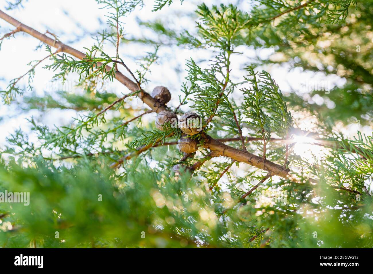 Cones and foliage  of cypress tree close up with bright clear sky on background Stock Photo