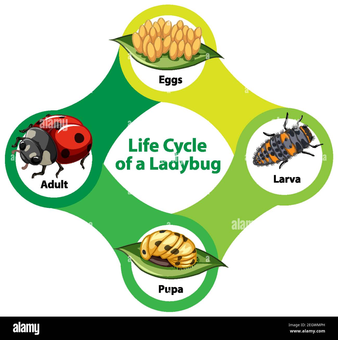 Life cycle of a ladybug video