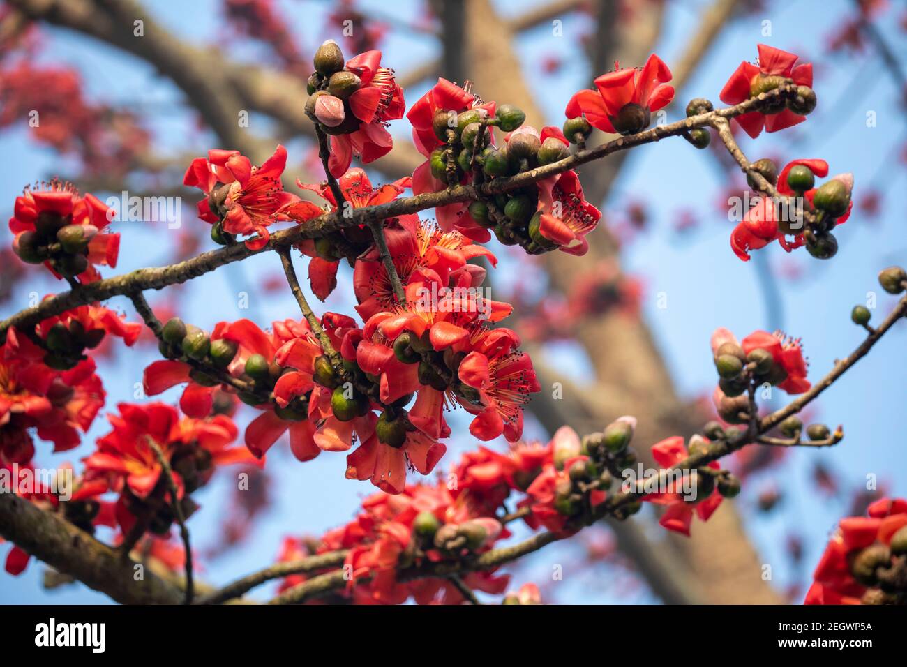 Silk Cotton flower also known as Bombax Ceiba, Shimul. Spring flowers ...