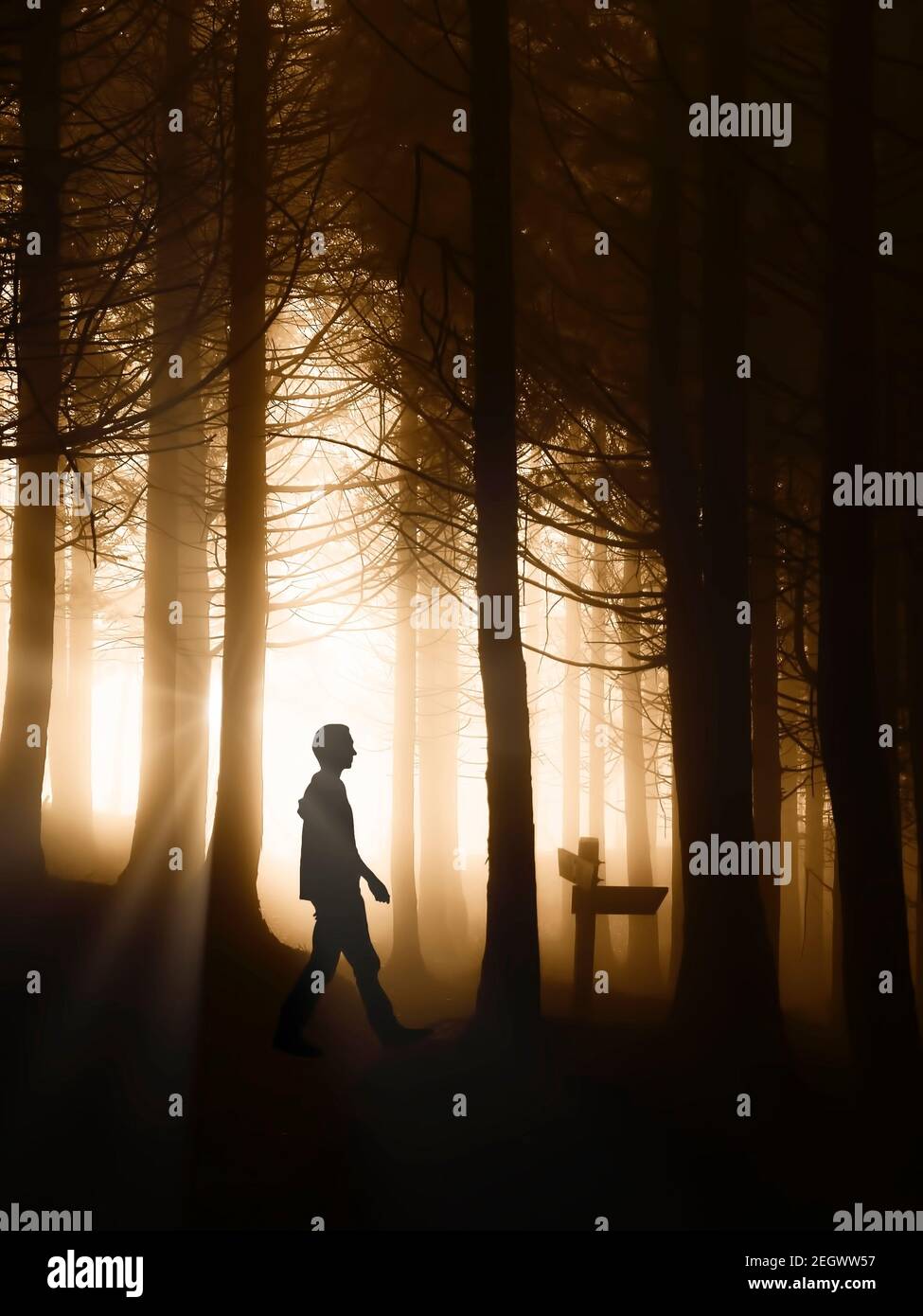 man walking in a forest Stock Photo