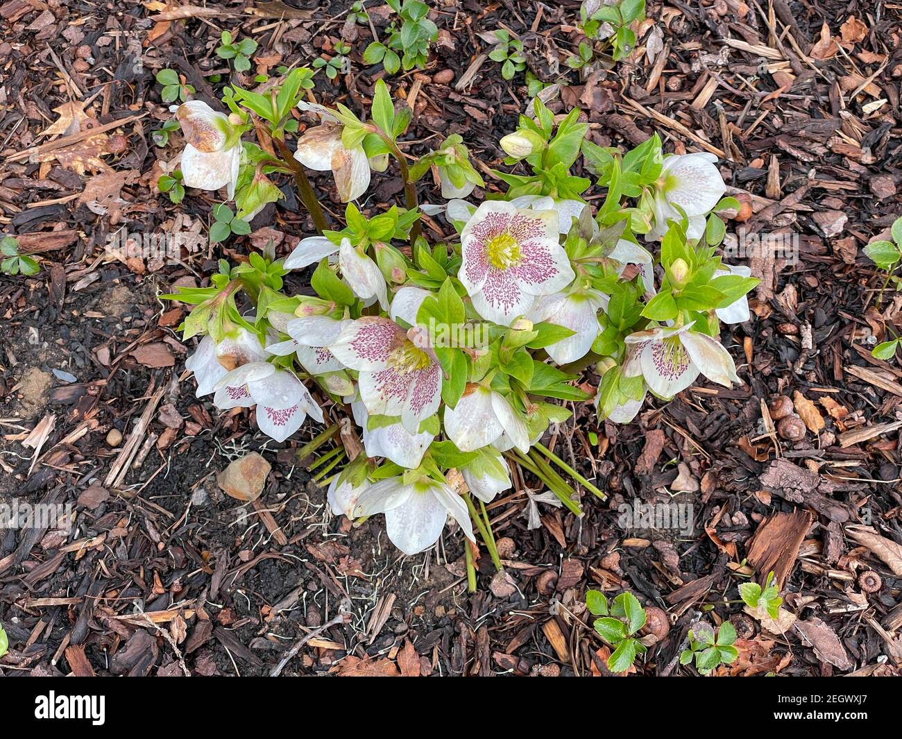 Winter Flowering Hybrid Hellebore or Lenten Rose (Helleborus x hybridus 'SP Sally') Growing in a Herbaceous Border Covered with Mulch in a Garden Stock Photo