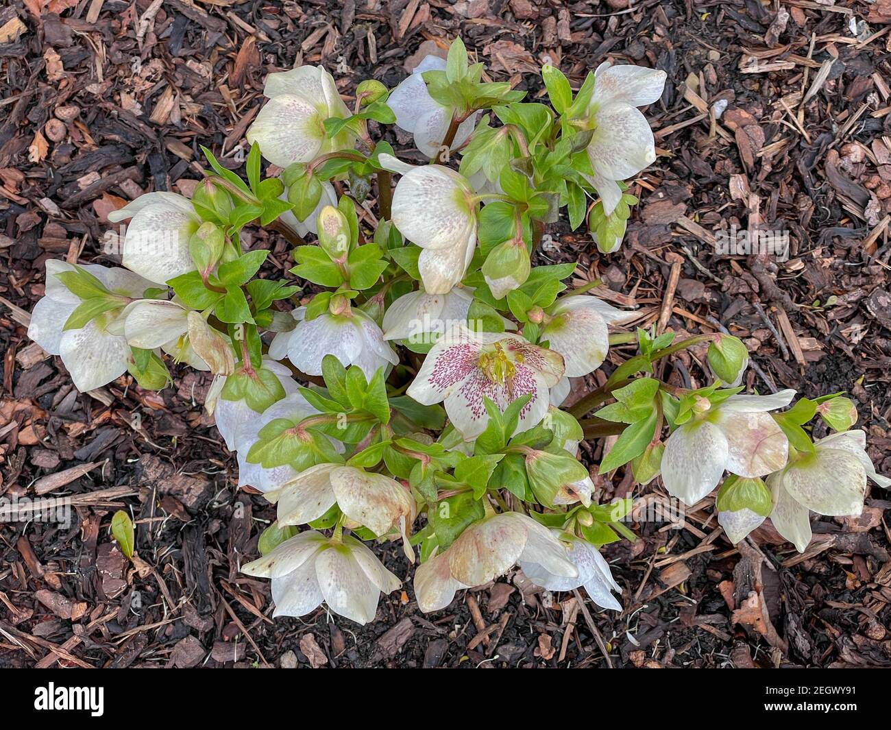 Winter Flowering Hybrid Hellebore or Lenten Rose (Helleborus x hybridus 'SP Sally') Growing in a Herbaceous Border Covered with Mulch in a Garden Stock Photo