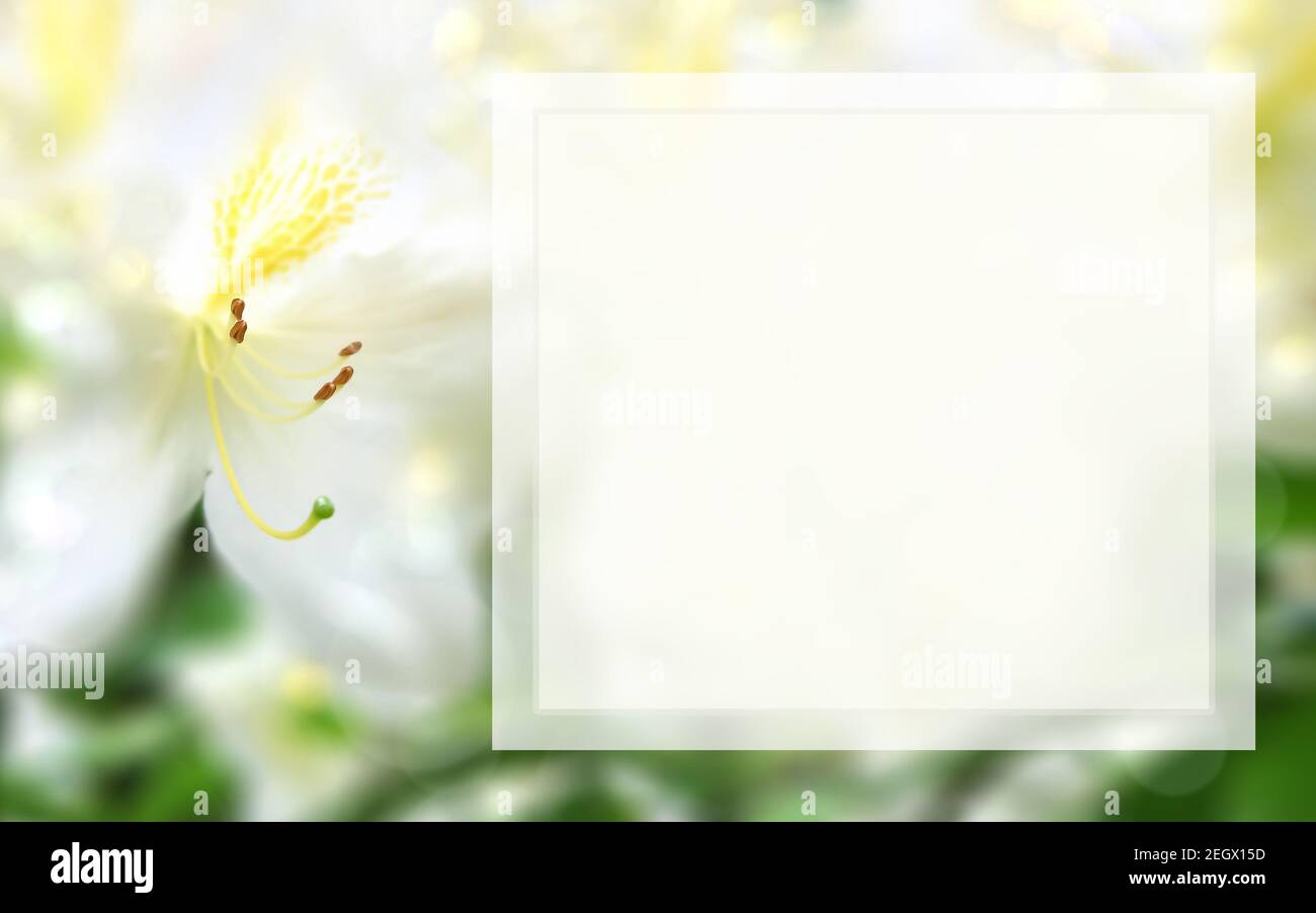 Template with flower and light square text box. Background with macro white azalea. Mock up spring, summer concept. Elegant, gentle, romantic image Stock Photo