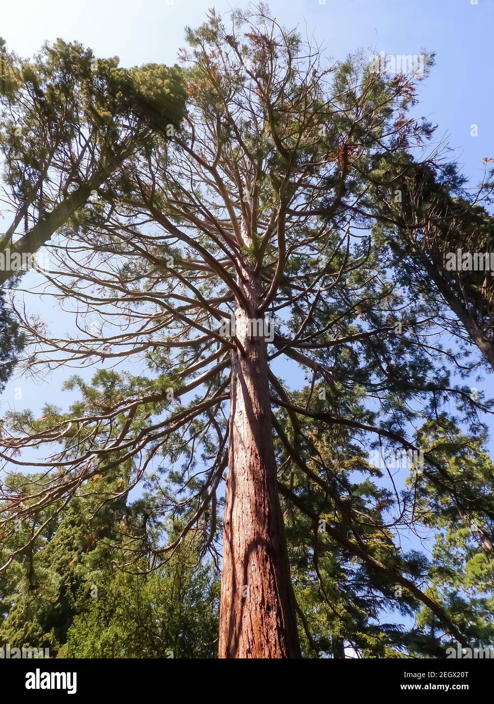 Sequoiadendron giganteum. Big old sequoia, massive tree in Nikitsky Botanic garden. Crimea, Russia Stock Photo